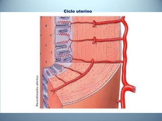 Ciclo uterino