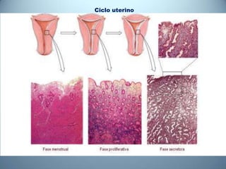 Ciclo uterino
