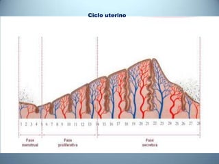 Ciclo uterino