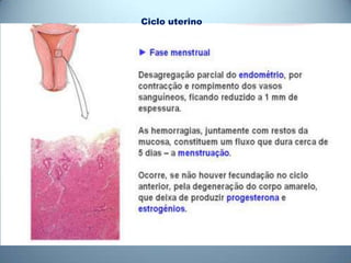 Ciclo uterino