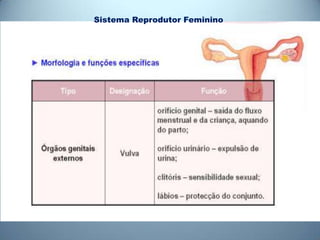 Sistema Reprodutor Feminino