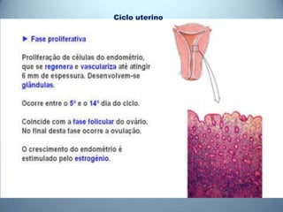 Ciclo uterino