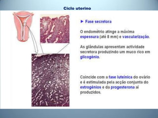 Ciclo uterino