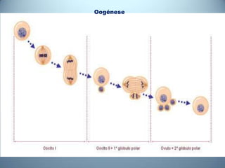 Oogénese