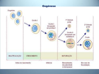 Oogénese