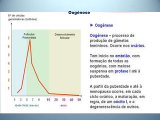 Oogénese