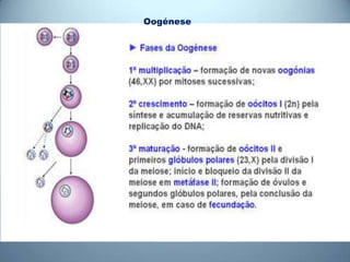 Oogénese