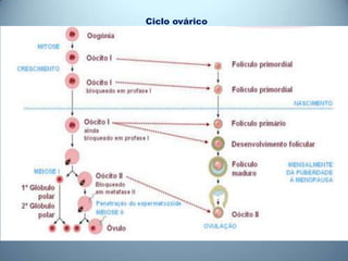 Ciclo ovárico