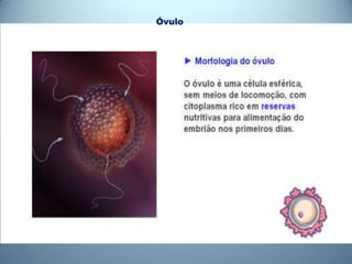 Óvulo