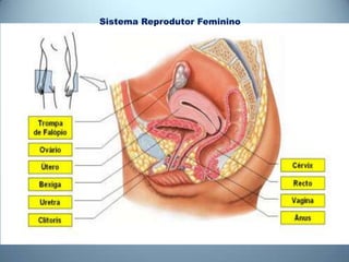 Sistema Reprodutor Feminino