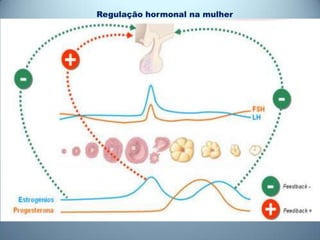 Regulação hormonal na mulher