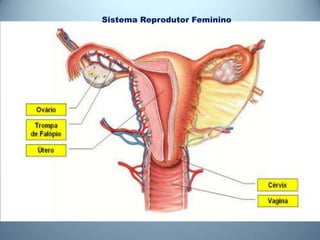 Sistema Reprodutor Feminino