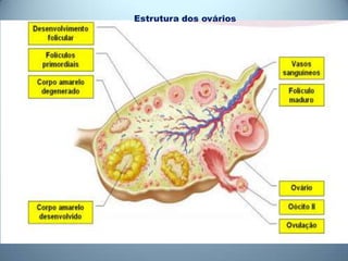 Estrutura dos ovários