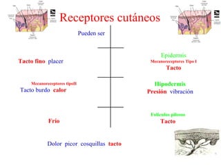 Reseptor Pacini Ruffini Sist. sensorial med. ok. | PPT