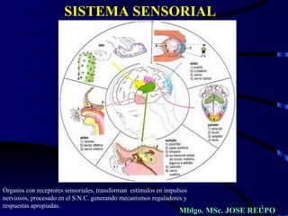 SISTEMA SENSORIAL




Órganos con receptores sensoriales, transforman estímulos en impulsos
nerviosos, procesado en el S.N.C. generando mecanismos reguladores y
respuestas apropiadas.                                                              1
                                                                  Mblgo. MSc. JOSE REUPO
 