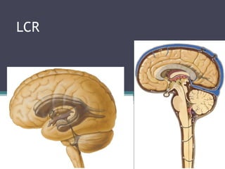Sist. ventricular lcr_y_barrera | PPT