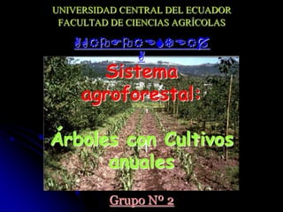 UNIVERSIDAD CENTRAL DEL ECUADOR FACULTAD DE CIENCIAS AGRÍCOLAS AGROFORESTERÍA Sistema agroforestal:Árboles con Cultivos anuales Grupo Nº 2 