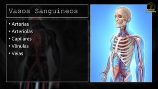 Vasos Sanguíneos
• Artérias
• Arteríolas
• Capilares
• Vênulas
• Veias
 