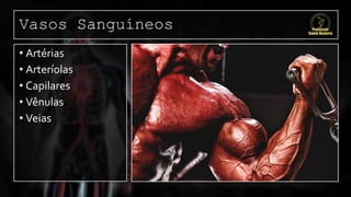 Vasos Sanguíneos
• Artérias
• Arteríolas
• Capilares
• Vênulas
• Veias
 