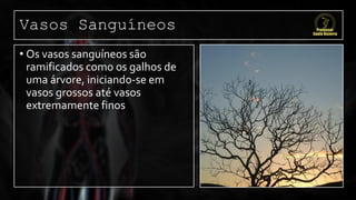 Vasos Sanguíneos
• Os vasos sanguíneos são
ramificados como os galhos de
uma árvore, iniciando-se em
vasos grossos até vasos
extremamente finos
 
