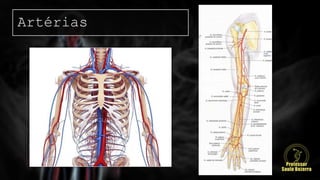 Artérias
 
