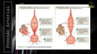 Pressão
Arterial
 