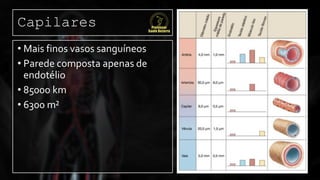 Capilares
• Mais finos vasos sanguíneos
• Parede composta apenas de
endotélio
• 85000 km
• 6300 m²
 