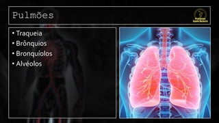 Pulmões
• Traqueia
• Brônquios
• Bronquíolos
• Alvéolos
 