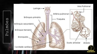 Pulmões
 