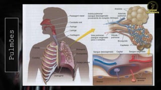 Pulmões
 