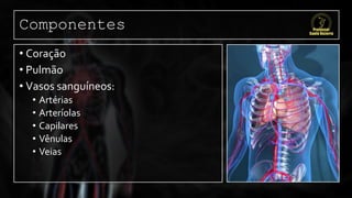 Componentes
• Coração
• Pulmão
• Vasos sanguíneos:
• Artérias
• Arteríolas
• Capilares
• Vênulas
• Veias
 