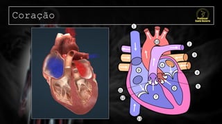 Coração
 