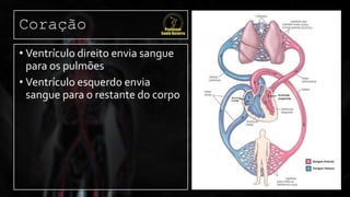Coração
• Ventrículo direito envia sangue
para os pulmões
• Ventrículo esquerdo envia
sangue para o restante do corpo
 