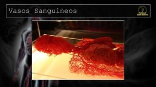 Vasos Sanguíneos
 