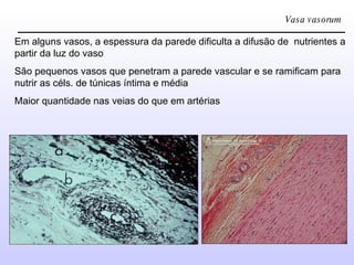 Vasa vasorum Em alguns vasos, a espessura da parede dificulta a difusão de  nutrientes a partir da luz do vaso São pequenos vasos que penetram a parede vascular e se ramificam para nutrir as céls. de túnicas íntima e média Maior quantidade nas veias do que em artérias 