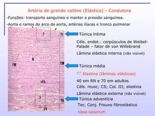 Artéria de grande calibre (Elástica) - Condutora Túnica íntima Túnica média Túnica adventícia Céls. endot.: corpúsculos de Weibel-Palade – fator de von Willebrand Lâmina elástica interna  (não visível) Céls. musc; CS; Col. III; elastina Lâmina elástica externa  (não visível) Tec. Conj. Frouxo fibroelástico Vasa vasorum    Elastina (lâminas elásticas) 40 em RN e 70 em adultos Funções: transporte sanguíneo e manter a pressão sanguínea. Aorta e ramos do arco da aorta, artérias ilíacas e tronco pulmonar 