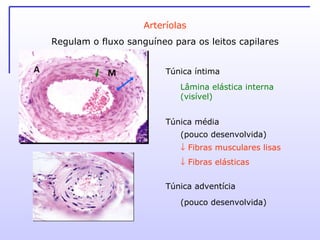 Arteríolas Regulam o fluxo sanguíneo para os leitos capilares Túnica íntima Túnica média Túnica adventícia Lâmina elástica interna (visível)    Fibras musculares lisas    Fibras elásticas   (pouco desenvolvida) (pouco desenvolvida) 