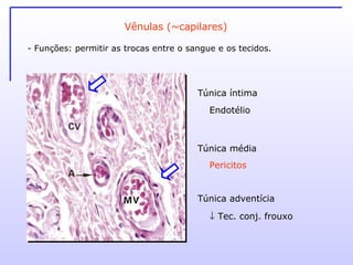 Vênulas (~capilares) Túnica íntima Túnica média Túnica adventícia Endotélio  Pericitos    Tec. conj. frouxo - Funções: permitir as trocas entre o sangue e os tecidos. 