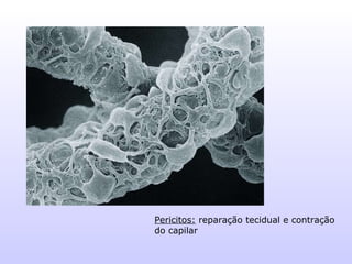 Pericitos:  reparação tecidual e contração do capilar 