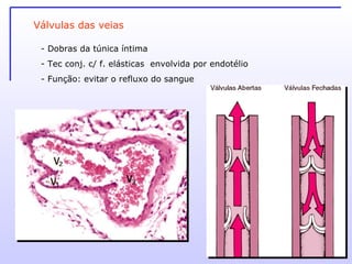 Válvulas das veias Dobras da túnica íntima Tec conj. c/ f. elásticas  envolvida por endotélio Função: evitar o refluxo do sangue 
