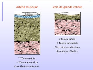 Artéria muscular Veia de grande calibre Túnica média  Túnica adventícia Com lâminas elásticas     Túnica média     Túnica adventícia Sem lâminas elásticas Apresenta válvulas  