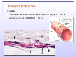 Função:  Permitem as trocas metabólicas entre o sangue e o tecido. - 1 camada de céls endoteliais    Tubo Capilares sangüíneos 