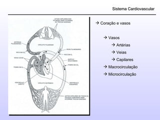 Sistema Cardiovascular Coração e vasos Vasos Artérias Veias Capilares Macrocirculação Microcirculação 