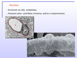 Pericitos Envolvem as céls. endoteliais. Possuem ptns. contráteis (miosina, actina e tropomiosina). 