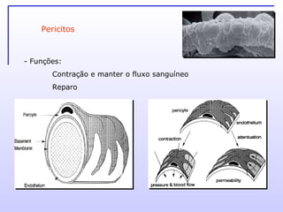 - Funções:  Contração e manter o fluxo sanguíneo Reparo Pericitos 