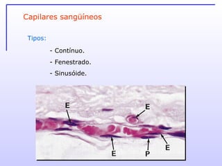 Tipos: - Contínuo. - Fenestrado. - Sinusóide. Capilares sangüíneos 