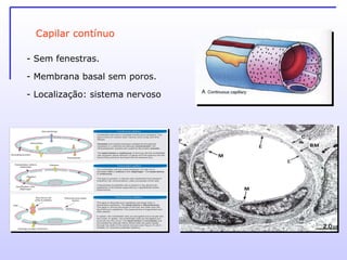 Capilar contínuo - Sem fenestras. Membrana basal sem poros. Localização: sistema nervoso 