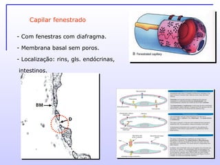 Capilar fenestrado - Com fenestras com diafragma. Membrana basal sem poros. Localização: rins, gls. endócrinas, intestinos. 