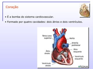 É a bomba do sistema cardiovascular. Formado por quatro cavidades: dois átrios e dois ventrículos. Coração Ventrículo esquerdo Ventrículo direito Átrio esquerdo Átrio direito 