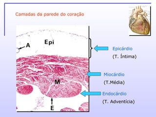 Camadas da parede do coração Miocárdio (T.Média) Endocárdio (T. Adventícia) Epicárdio (T. Íntima) 